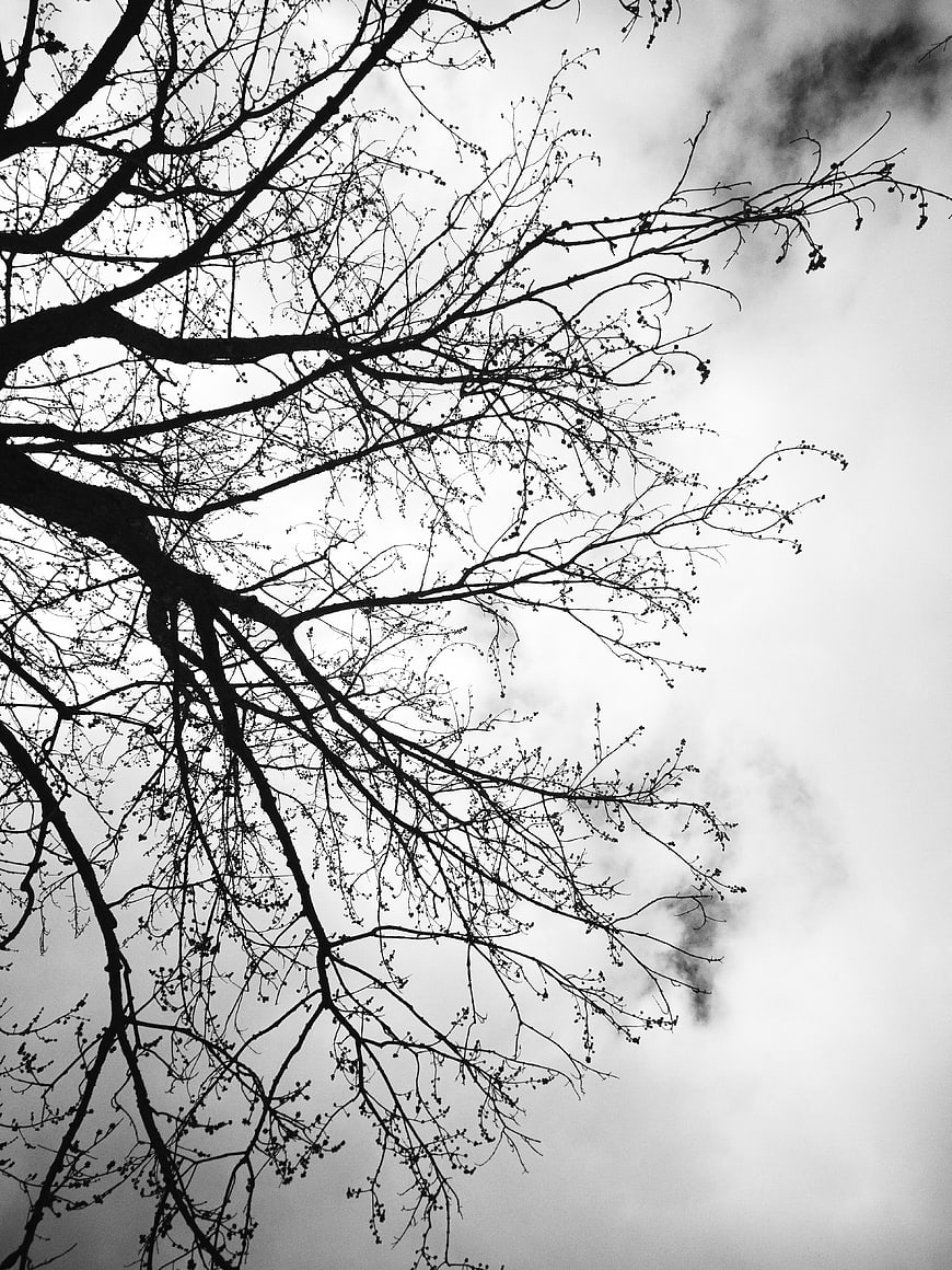 Black and white silhouette of bare tree branches against cloudy sky