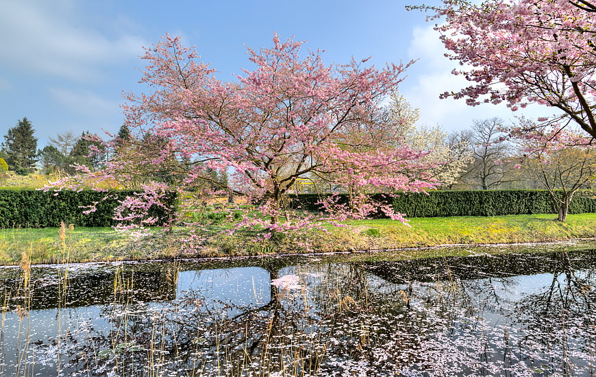 Pink cherry blossom tree reflecting in a pond during spring