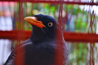 Close-up of a Common Myna Bird in a Cage