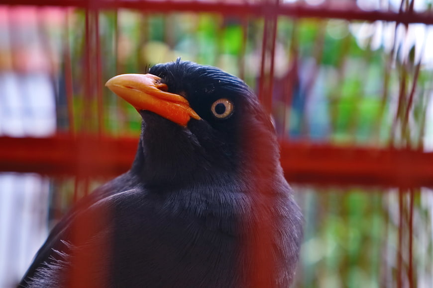 Close-up of a Common Myna Bird in a Cage