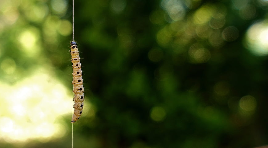 Close-up of Wax Moth Caterpillar Hanging on Silk Thread