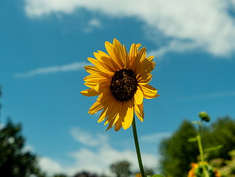 Vibrant Sunflower Blooming Against Blue Sky