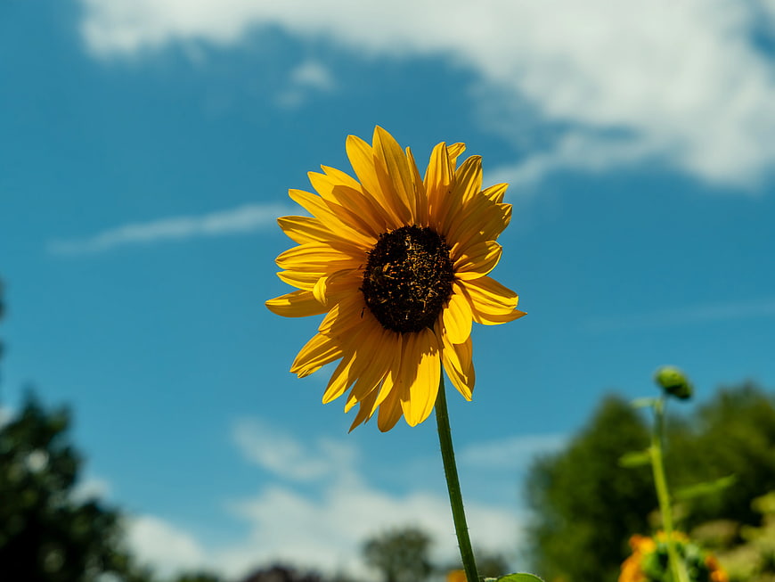 Vibrant Sunflower Blooming Against Blue Sky