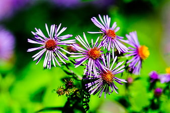 Vibrant purple aster flowers with green blurred background