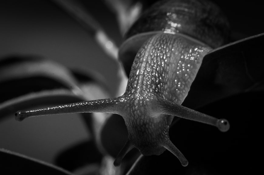 Close-up Black and White Macro Snail on Leaf