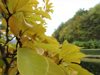 Close-up of yellow autumn leaves on a tree branch