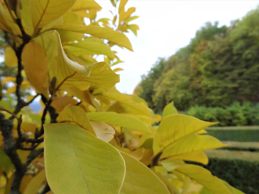 Close-up of yellow autumn leaves on a tree branch