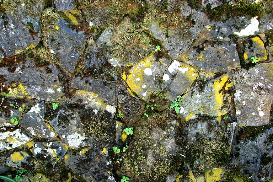 Close-up texture of mossy stone wall with yellow lichen