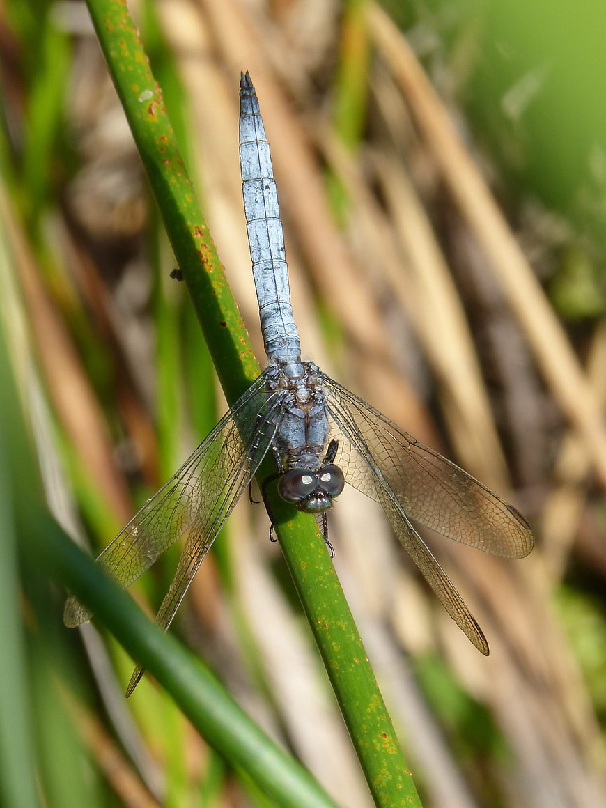Blue Dragonfly Perched on Green Reed Stem