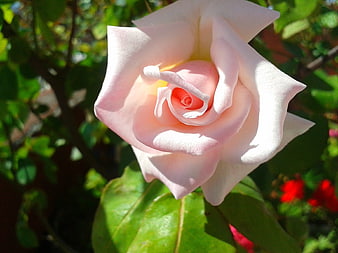 Close-up of a delicate pink rose in sunlight