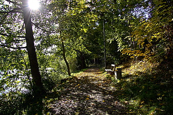 Sunlit forest path with autumn leaves and bench