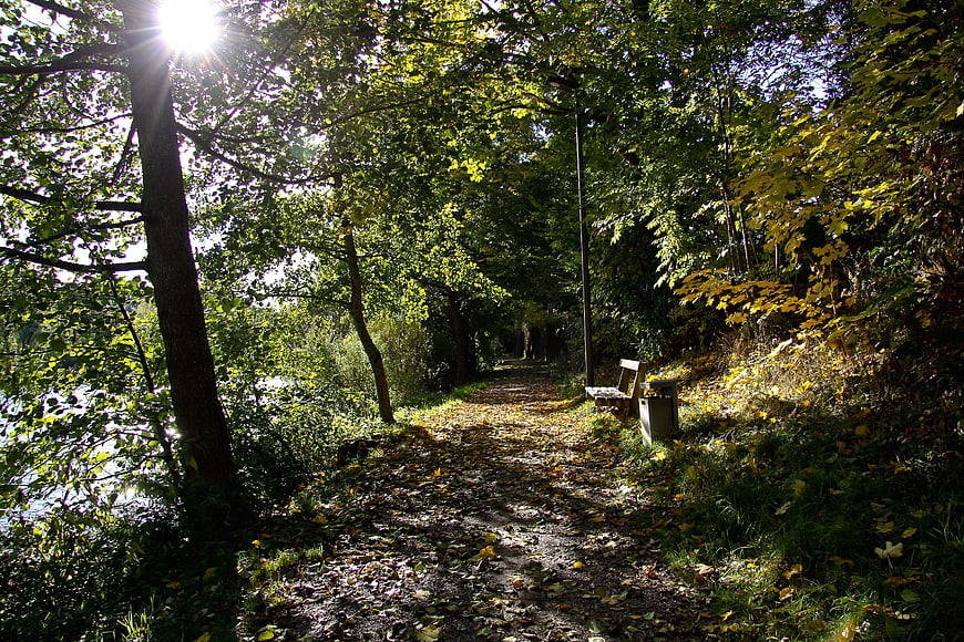Sunlit forest path with autumn leaves and bench