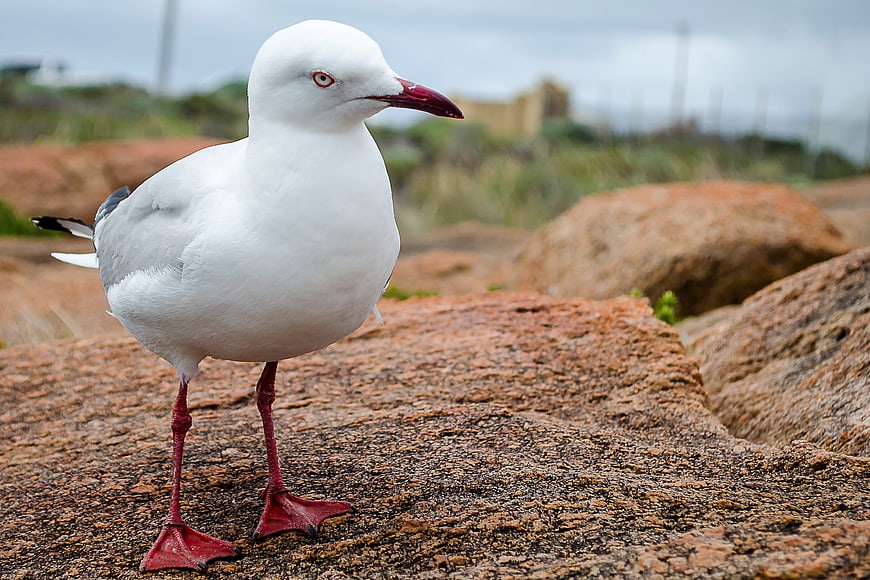 Close-up of a Red-billed Gull on Rocky Shore
