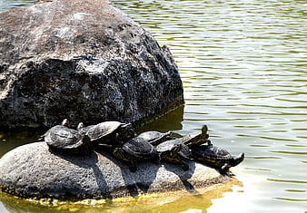 Group of Red-Eared Slider Turtles Basking on Rocks in Pond