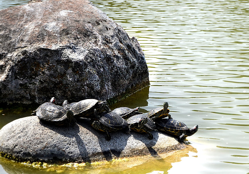 Group of Red-Eared Slider Turtles Basking on Rocks in Pond