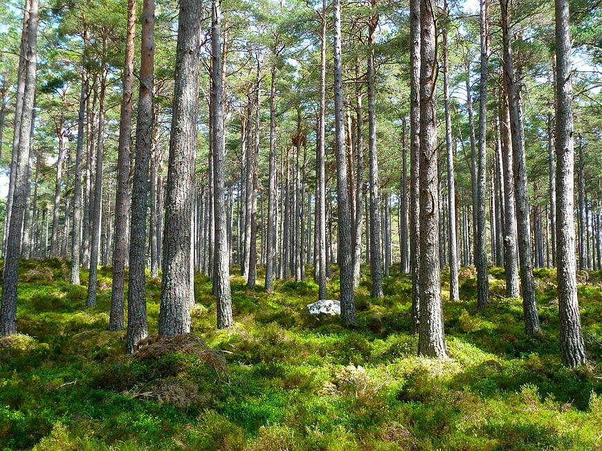 Sunlit Pine Forest with Green Mossy Undergrowth