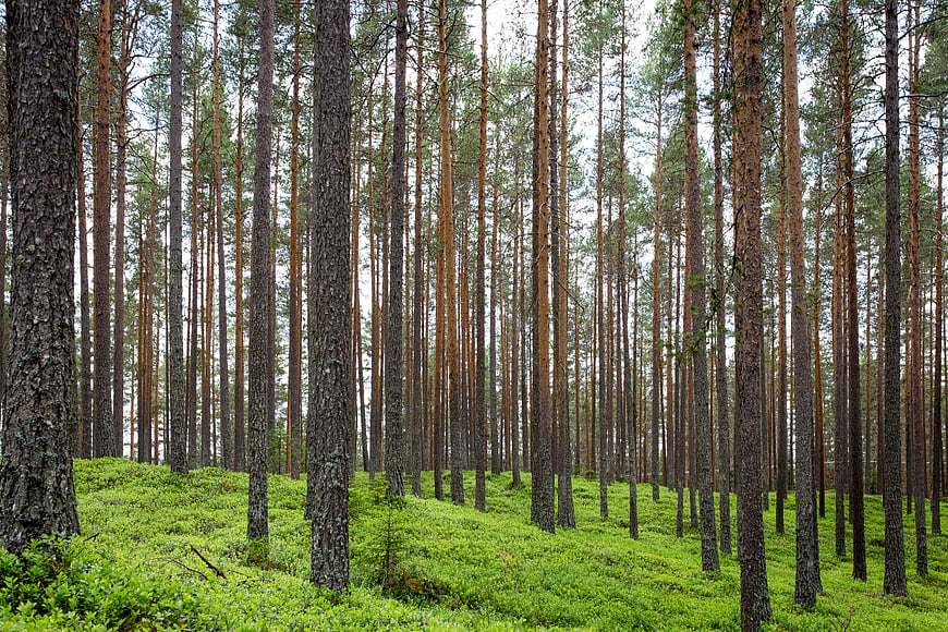 Tall Pine Trees in a Lush Green Forest Landscape