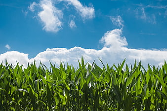 Lush Green Cornfield Under Blue Sky with Clouds
