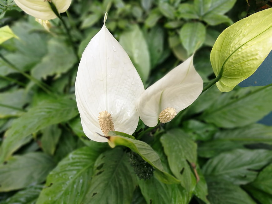 Close-up of white peace lily flowers with green leaves