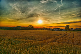 Golden Wheat Field at Sunset with Rural Village and Dramatic Sky