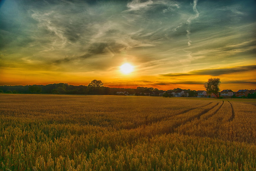 Golden Wheat Field at Sunset with Rural Village and Dramatic Sky