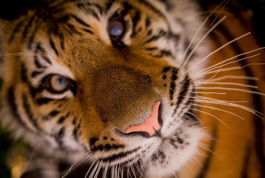 Close-up Portrait of a Tiger Cub with Blue Eyes