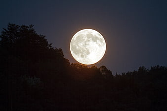 Giant Full Moon Rising Over Dark Forest Silhouette