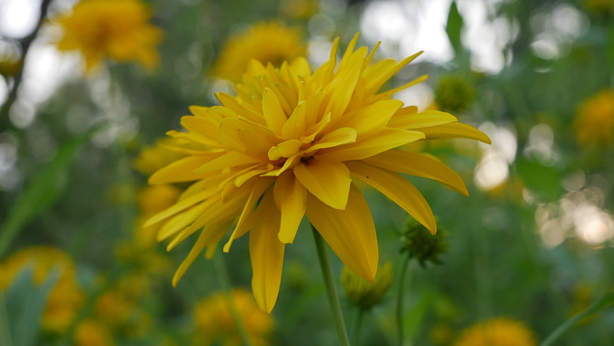 Close-up of a vibrant yellow flower with blurred green background