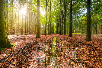 Sunlit Forest Path with Puddle and Autumn Leaves