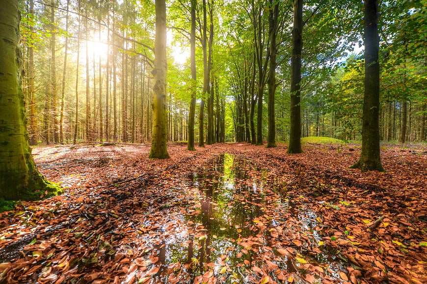 Sunlit Forest Path with Puddle and Autumn Leaves
