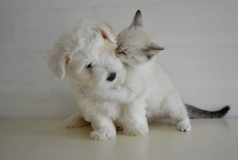 White puppy and kitten cuddling affectionately on white background