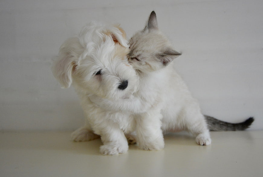 White puppy and kitten cuddling affectionately on white background