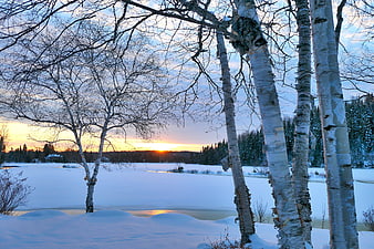 Winter Birch Trees Framing Frozen Lake Sunset Landscape
