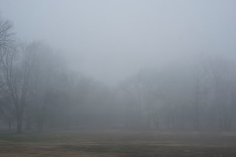 Misty forest landscape with bare trees in fog