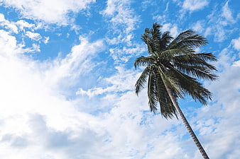 Low angle view of tall coconut palm tree against blue sky