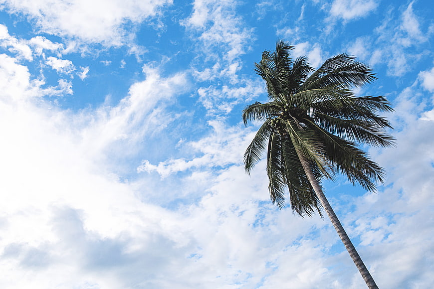 Low angle view of tall coconut palm tree against blue sky