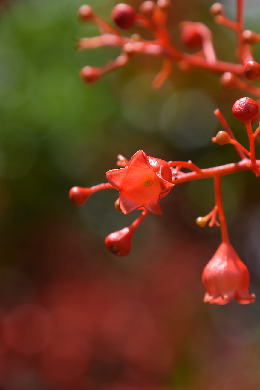 Close-up of vibrant red flame tree flower buds