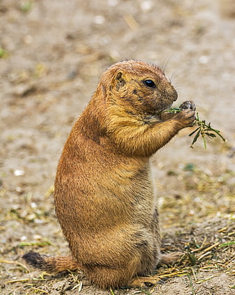 Prairie Dog Eating Grass in Natural Habitat