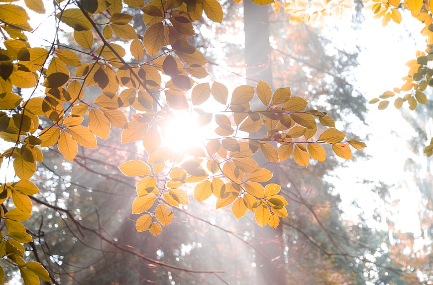 Sunlight Bursting Through Yellow Autumn Leaves in Forest