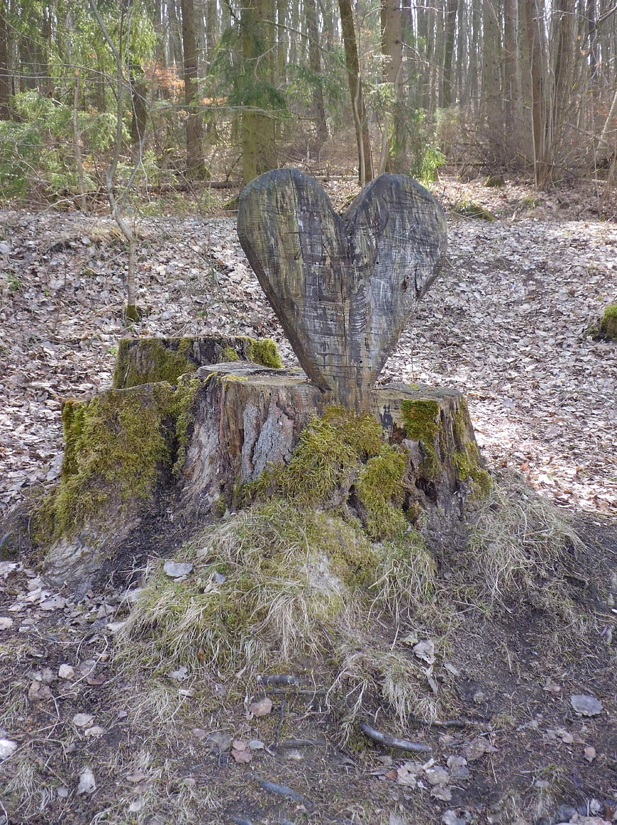 Carved wooden heart on mossy tree stump in forest