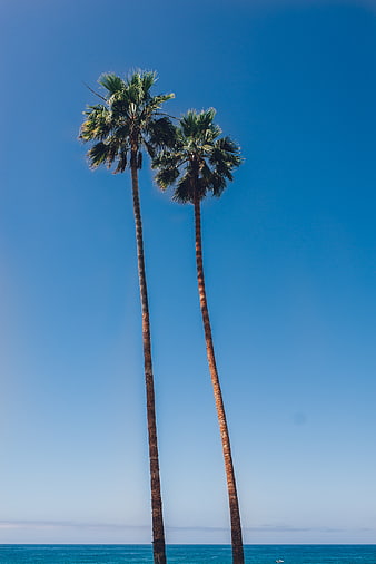 Two tall palm trees against a clear blue sky and ocean