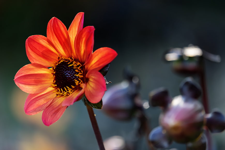 Vibrant Orange Dahlia Flower Close Up With Blurred Garden Background