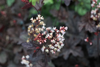 Close-up of delicate white Heuchera flowers with dark foliage