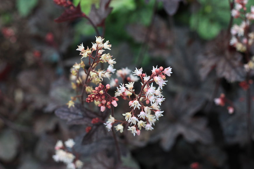 Close-up of delicate white Heuchera flowers with dark foliage