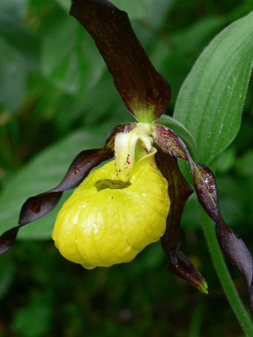 Yellow Lady's Slipper Orchid in Natural Forest Setting