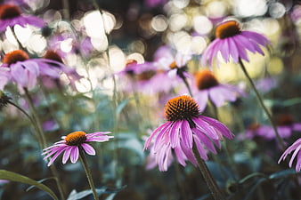 Purple Coneflowers in a Garden with Bokeh Background
