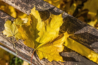 Yellow Maple Leaves on Weathered Wooden Fence in Autumn