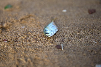 Small silver fish lying on wet sand beach