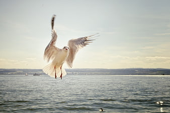 Seagull in Flight Over Lake Constance