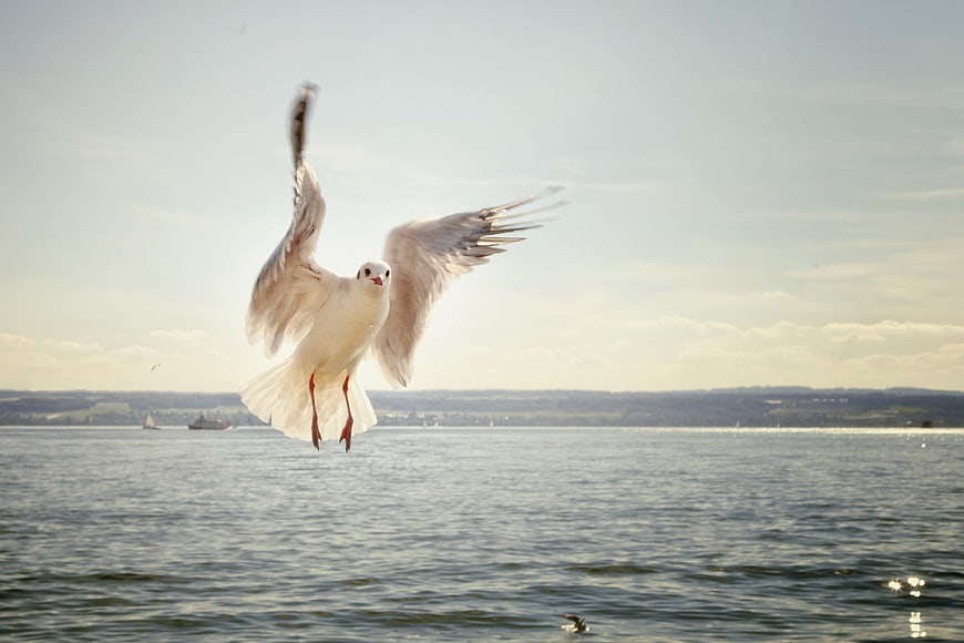 Seagull in Flight Over Lake Constance